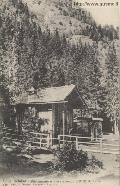 C1907-no-da Valle Belviso-Allevamento a 2 ore e mezza dall'Hotel Aprica_trinc-00249A-Ap1brlv - click to next image