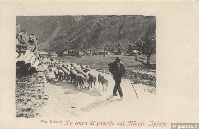 1904-no-vi In cerca di pascolo sul Monte Spluga_ProFo -00001A-CH1camp - click to next image