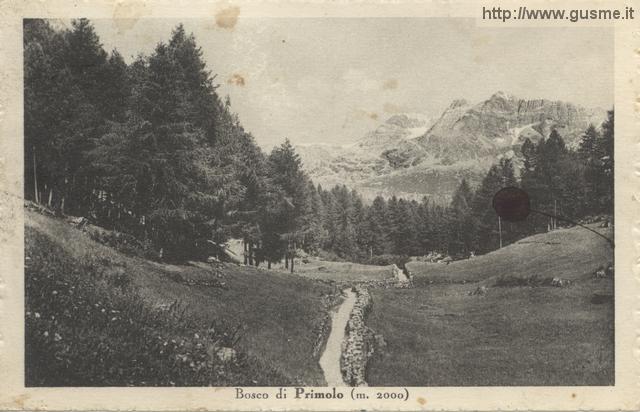 1949-08-14-Bosco di Primolo m. 2000_nanig-00003A-VM2chie - click to next image