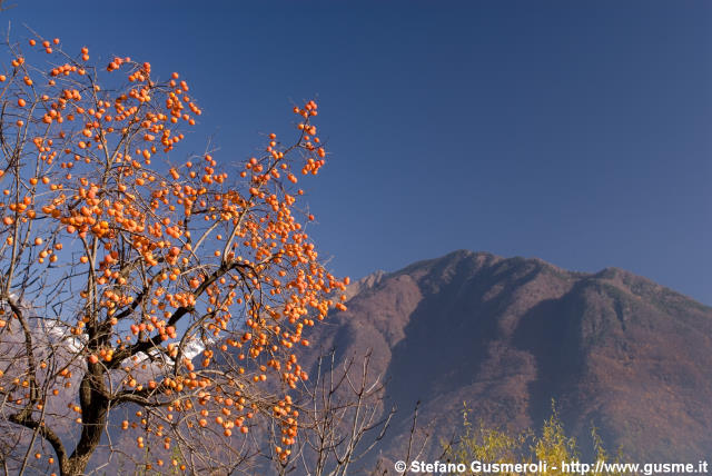  Cachi e monte Bassetta - click to next image