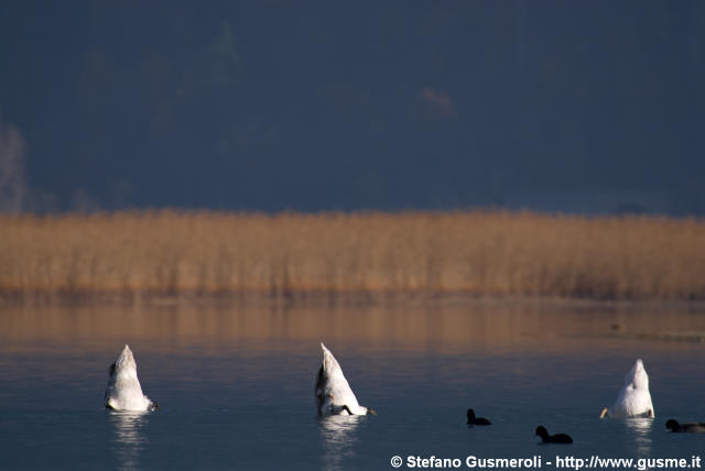  Cigni a pesca - click to next image