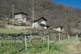 20090321_114629 Vigne presso Dascio