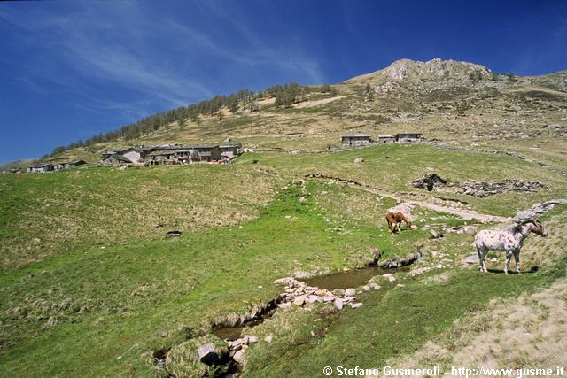  Alpe di Mezzo e cavalli - click to next image