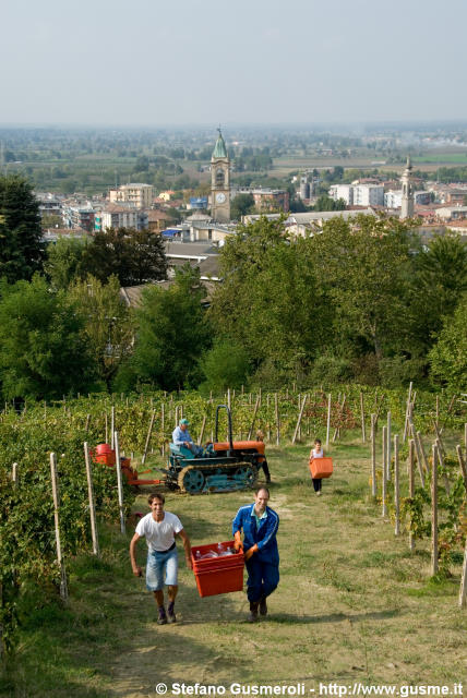  Vendemmia - click to next image