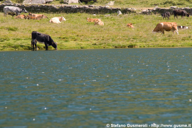  Lago e mucche al pascolo - click to next image