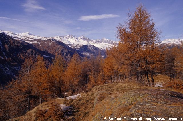  Larici di Bondeno - click to next image