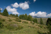 20120813_101023 Larici verso Cresta del Piano