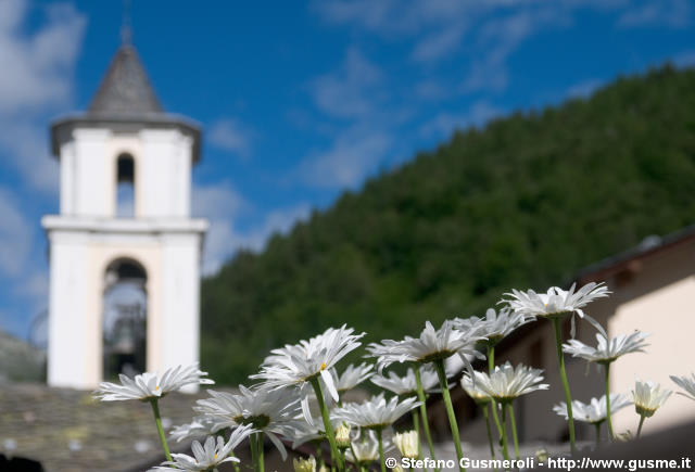  Margherite e campanile - click to next image