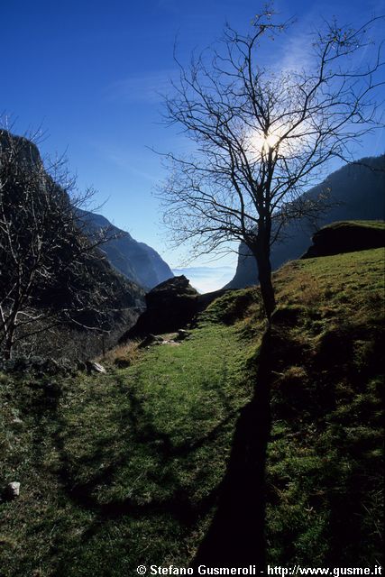  Albero spoglio sul sentiero tra Vho e Portarezza - click to next image