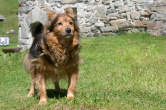 20120807_110758 Piccolo cane di S.Sisto