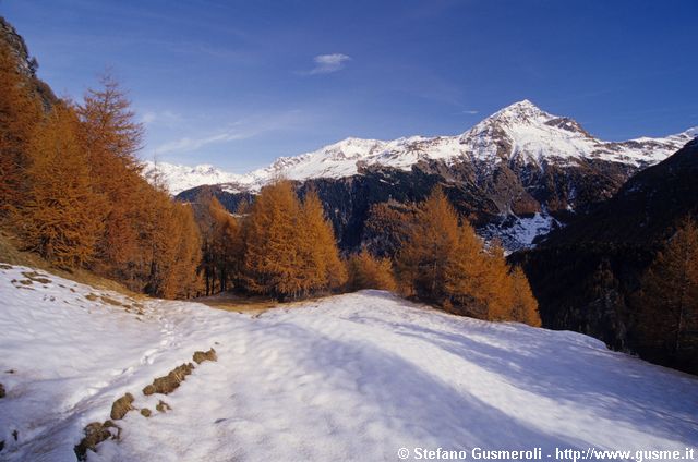  Larici e pizzo Groppera - click to next image