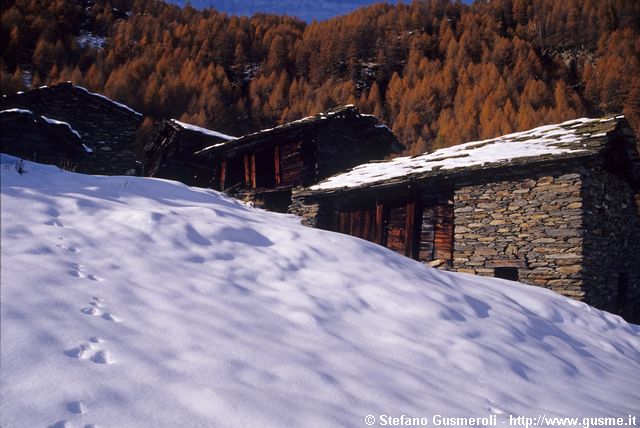  Orme di lepre tra le baite di Servizio - click to next image