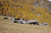 20091028_112616 Servizio tra i larici