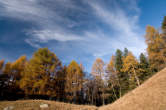 20101104_153406 Boschi autunnali presso l'Alpe Pizzolungo