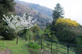 20130416_180446 Fioritura