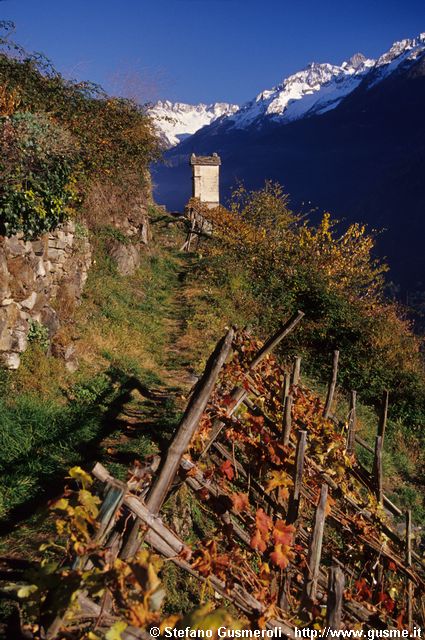  Sentiero tra i vigneti di Pianazzola - click to next image