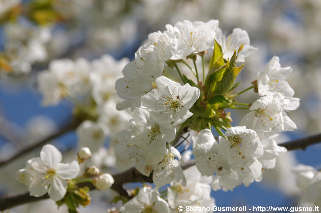  Fiori di ciliegio - click to next image