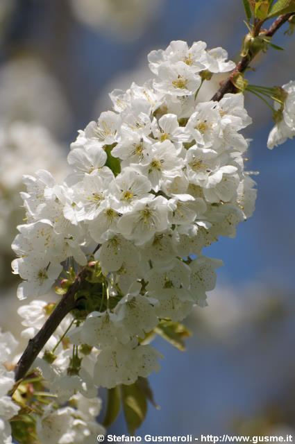  Fiori di ciliegio - click to next image