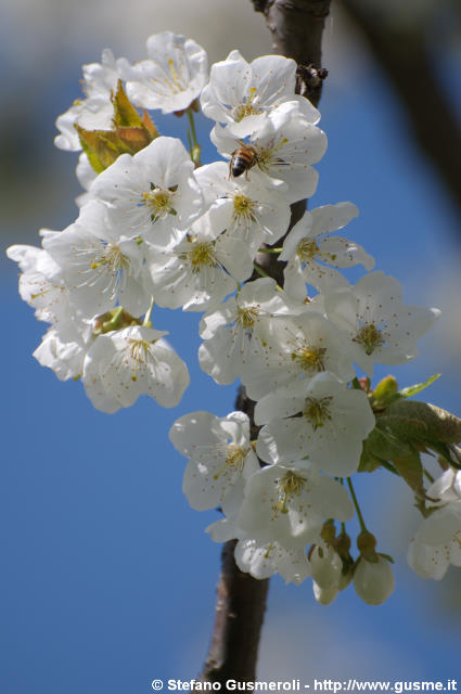  Fiori di ciliegio - click to next image