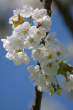 20100428_155830 Fiori di ciliegio