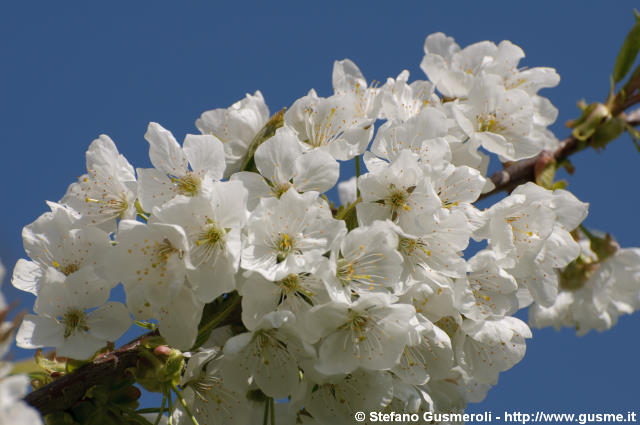  Fiori di ciliegio - click to next image