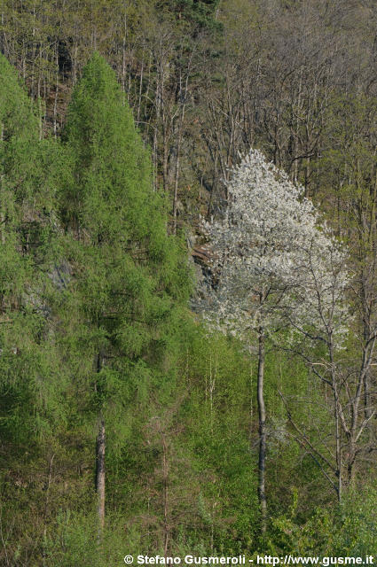  Ciliegio in fiore nel bosco - click to next image