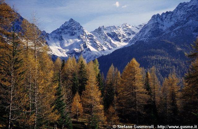  Larici di Pian del Lupo e Pizzo Rachele - click to next image