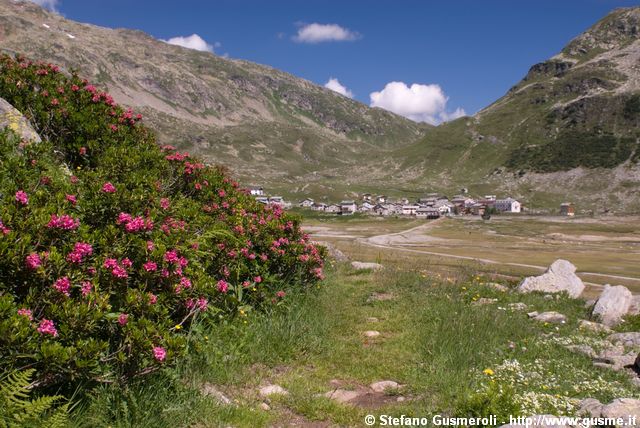  Rododendri a Montespluga - click to next image