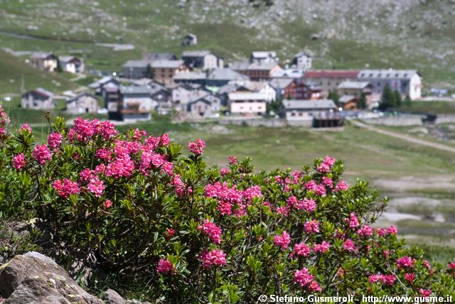  Rodendri a Montespluga - click to next image