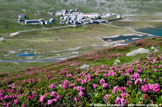  Rododendri presso MonteSpluga - click to next image