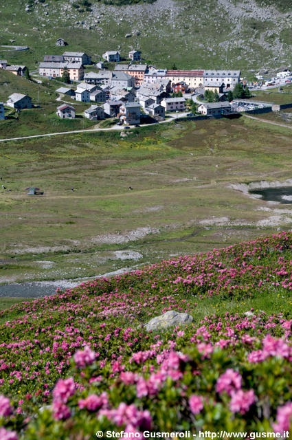  MonteSpluga tra i rododendri - click to next image