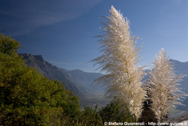  Cortaderia - click to next image