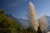 20061104_135558 Cortaderia