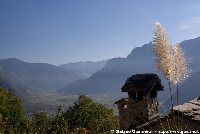  Cortaderia - click to next image