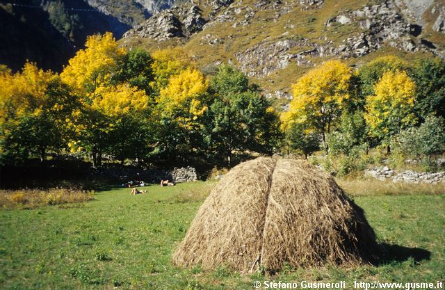  Raccolta del fieno vicino a una radura di aceri multicolore - click to next image