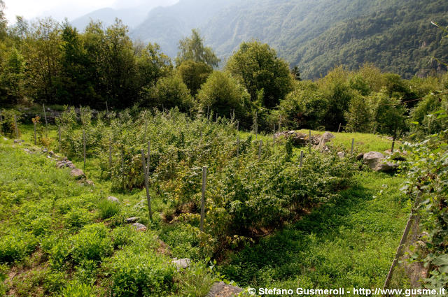  Coltivazioni di frutti di bosco - click to next image