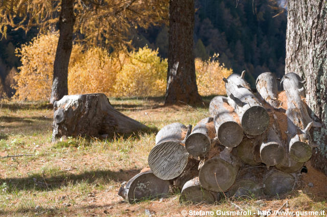  Tronchi nel bosco autunnale - click to next image