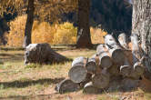 20101104_121127 Tronchi nel bosco autunnale