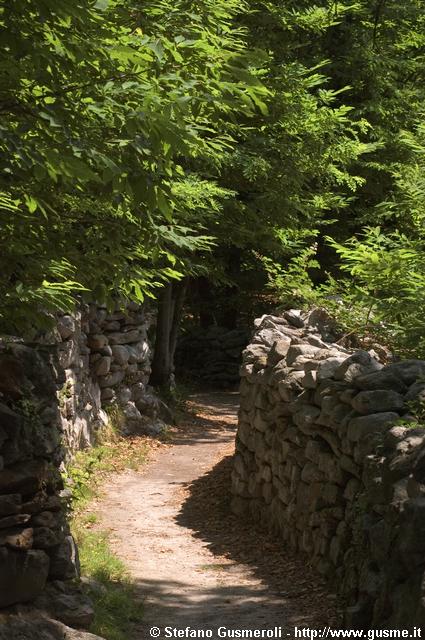  Sentiero nel bosco per S.Abbondio - click to next image