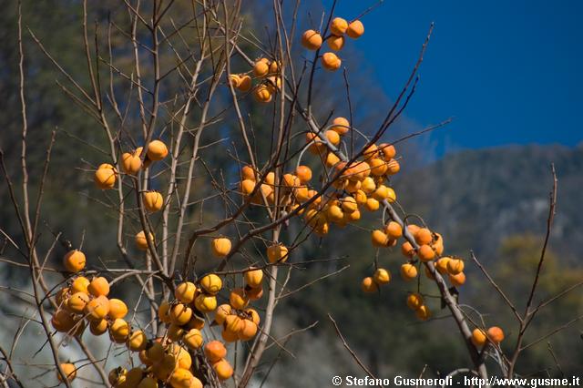  Cachi a Cortinaccio - click to next image