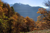 20101105_113913 Bosco autunnale presso Savogno