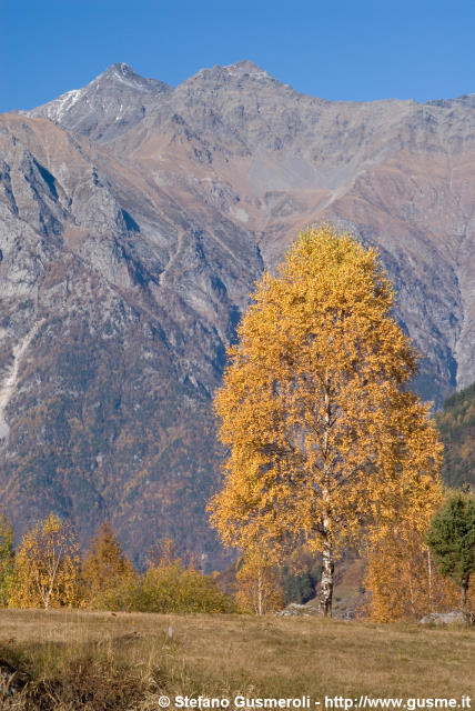  Betulla autunnale e pizzo Stella - click to next image