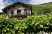 20110721_102428 Vigne