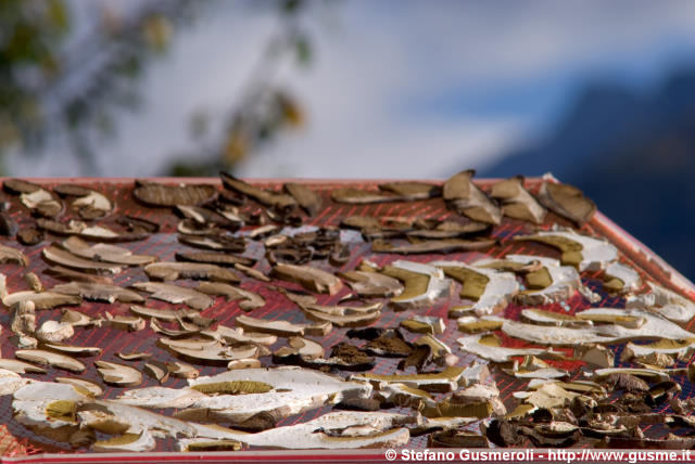  Funghi in essiccazione - click to next image