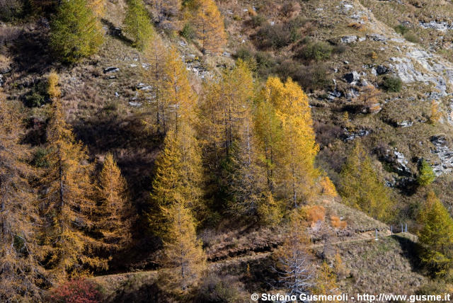  Sentiero nel bosco autunnale - click to next image