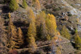 20061026_131225 Sentiero nel bosco autunnale