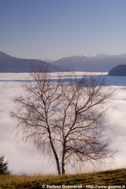  Betulla spoglia e mare di cirrocumuli sulla Valchiavenna - click to next image