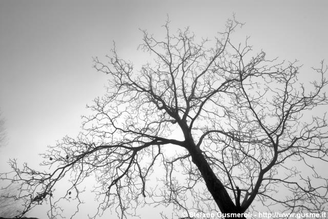  Alberi spogli_bn - click to next image