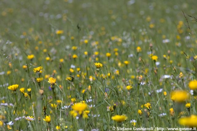  Prati di ranuncoli - click to next image