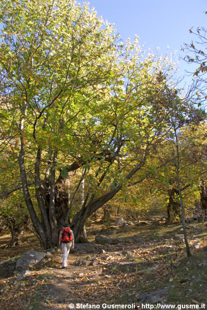  Bosco di castagni - click to next image